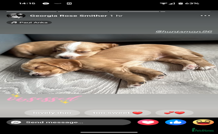 Cocker Spaniel dogs - Advert 4