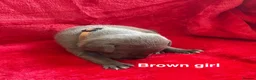 Staffordshire Bull Terrier dogs for sale: 8 stunning Stafford bull terrier puppies - Advert 39
