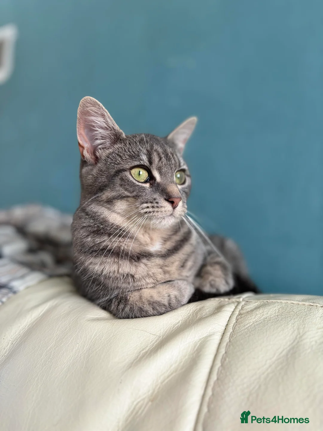 Mixed Breed cats for sale: Cute kittens  - Advert 11