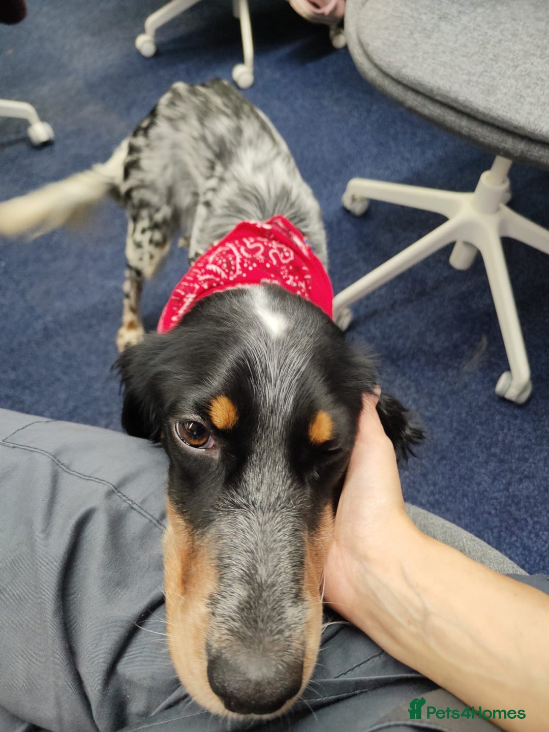 English Setter dogs for adoption: Olaf  - Advert 13