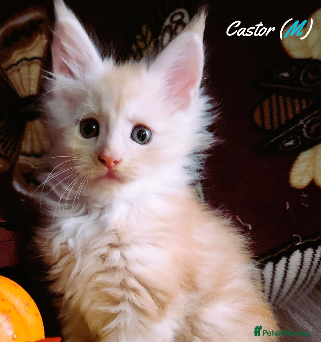 Maine Coon cats for sale: TICA Registered Kittens for Sale  - Image 4