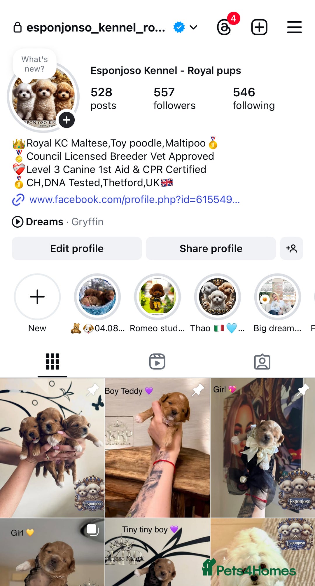 Maltipoo dogs for sale: 👑ULTRA RARE F1 TINY DNA ASIAN MALTIPOO PUPPIES👑 - Image 3