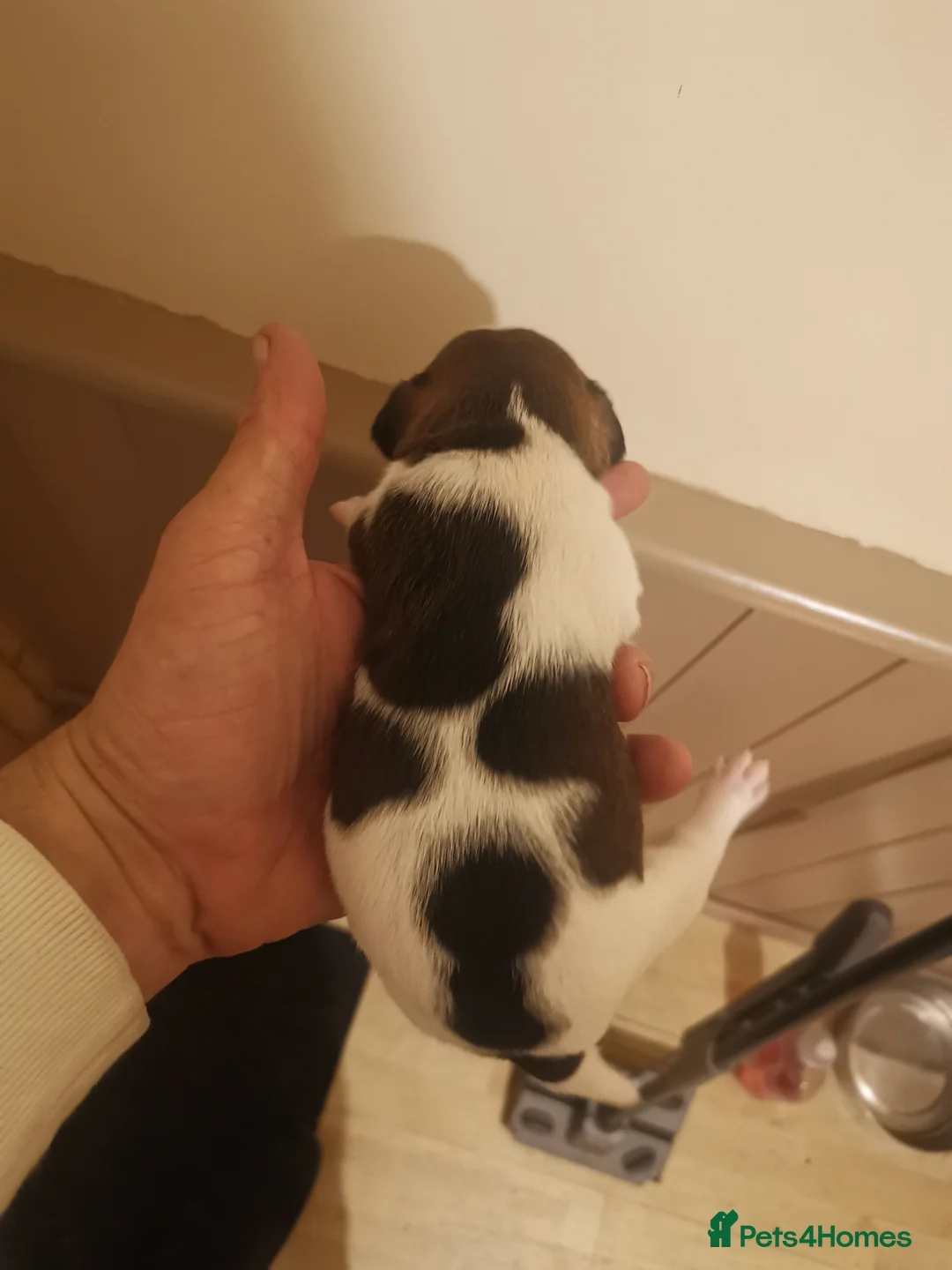 Jack Russell dogs for sale: Beautiful tricoloured jack Russell pups for sale - Advert 12