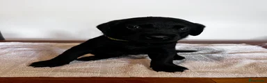 Labrador Retriever 12