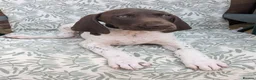 German Shorthaired Pointer dogs for sale: Beautiful German short haired pointer puppy's  - Advert 24