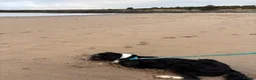 Mixed Breed dogs for sale: Ted the collie poo - Advert 6