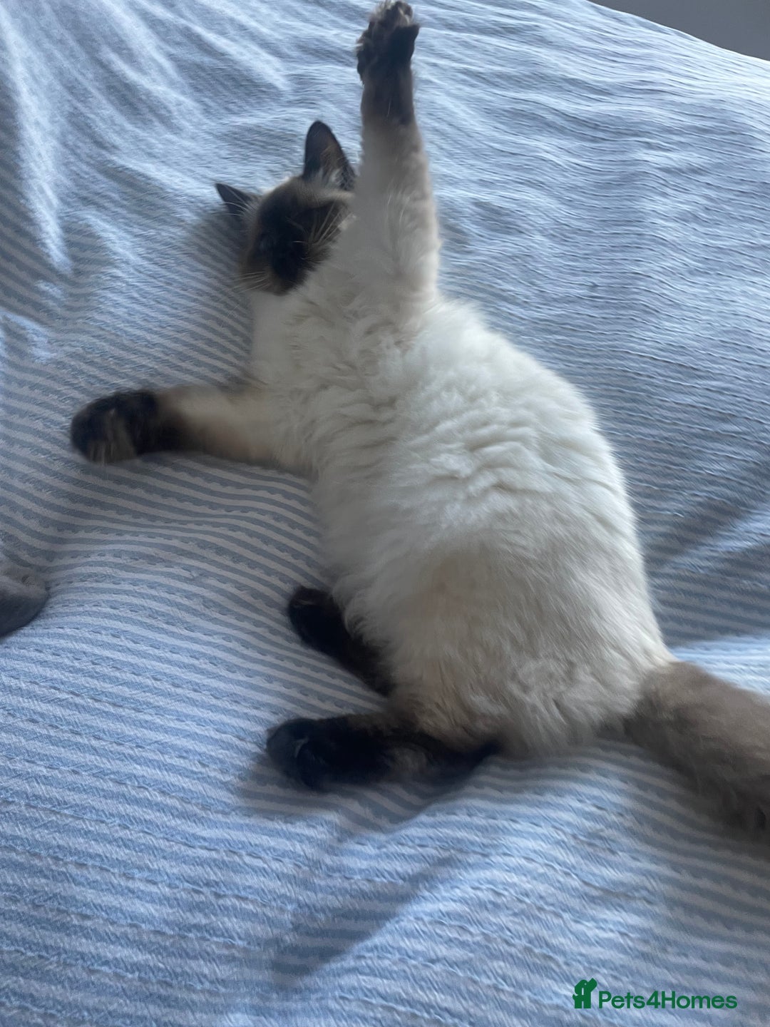 Ragdoll cats for sale: Ragdoll Cat/Kitten 8 months £200 - Advert 6