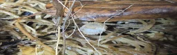 Isopods invertebrates for sale: Crystal Pineapple Isopods x10 - Advert 2