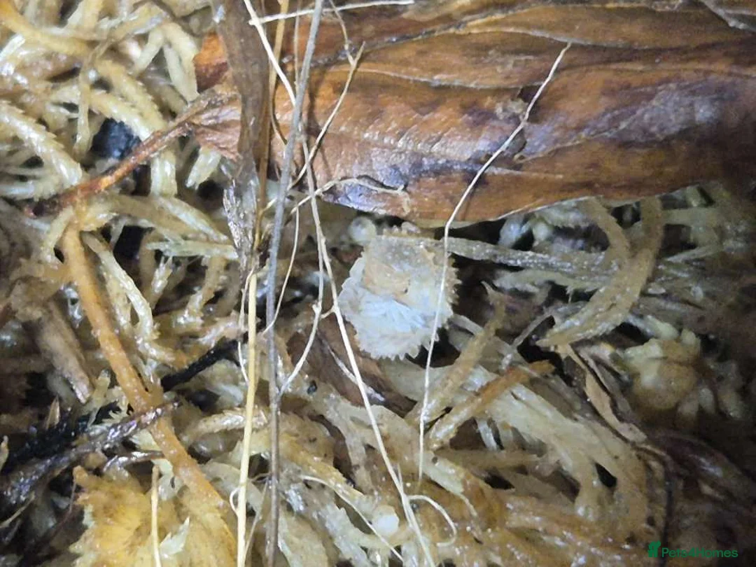 Isopods invertebrates for sale: Crystal Pineapple Isopods x10 - Advert 2