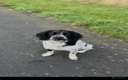 English Springer Spaniel dogs for sale: English Springer Spaniel Female - Image 3