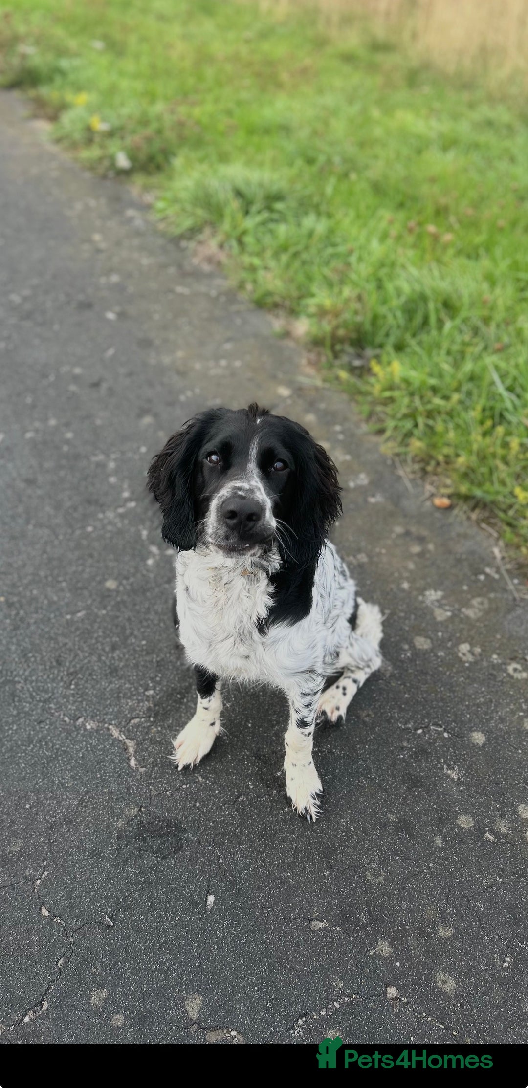 English Springer Spaniel dogs for sale: English Springer Spaniel Female - Image 3