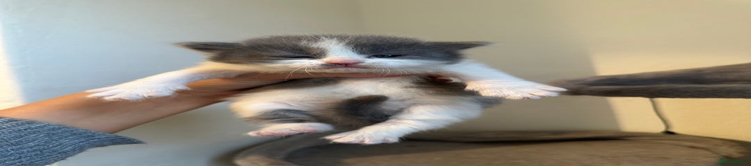Pink collar female