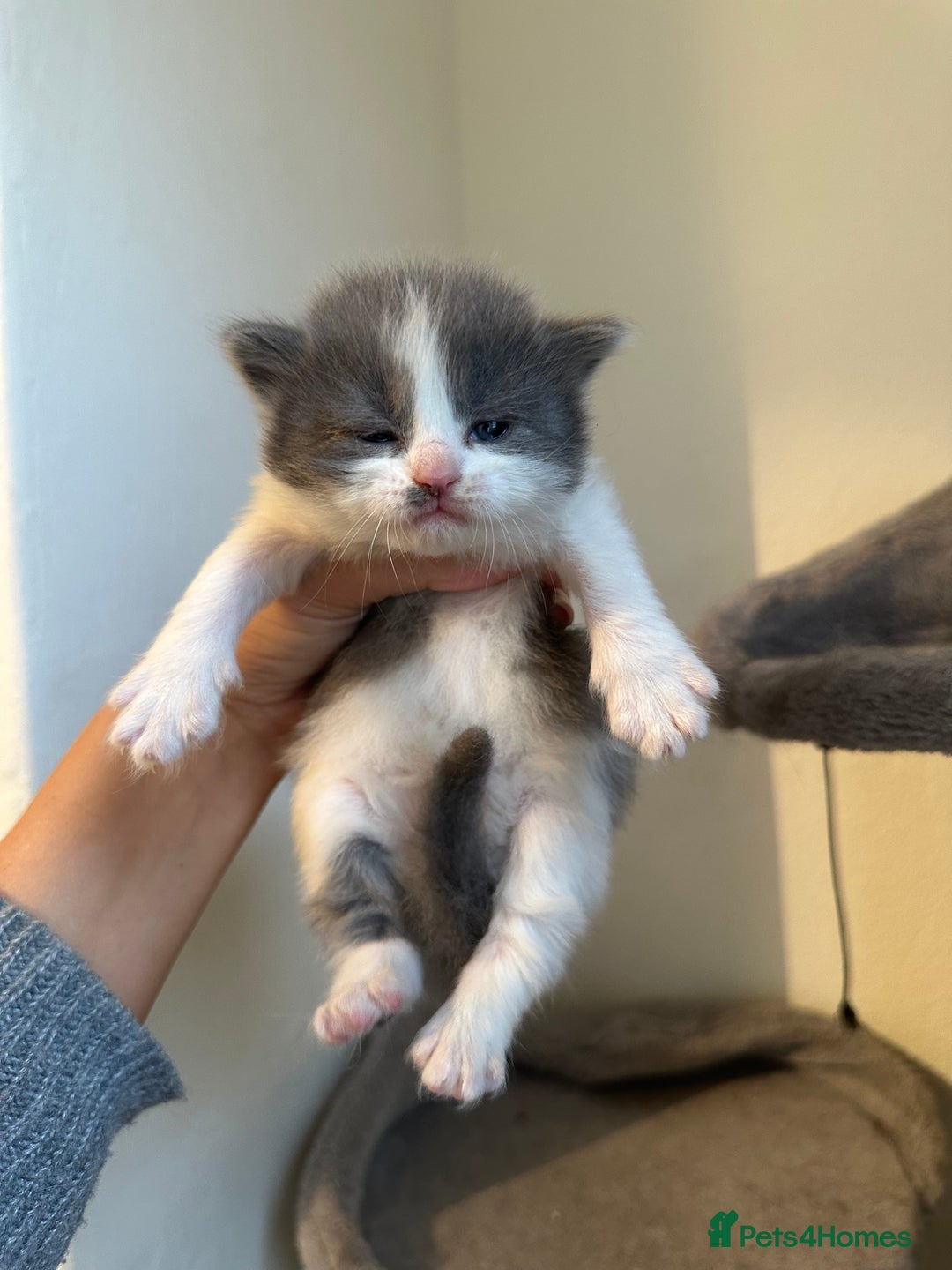 Ragdoll cats for sale: 7 ragdol mix kittens for sale - Image 11
