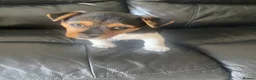 Jack Russell dogs for stud: Proven Miniature Tri Colour Jack Russell for stud - Advert 4
