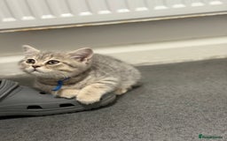 British Shorthair cats for sale: BSH Kitten Bean - Image 38