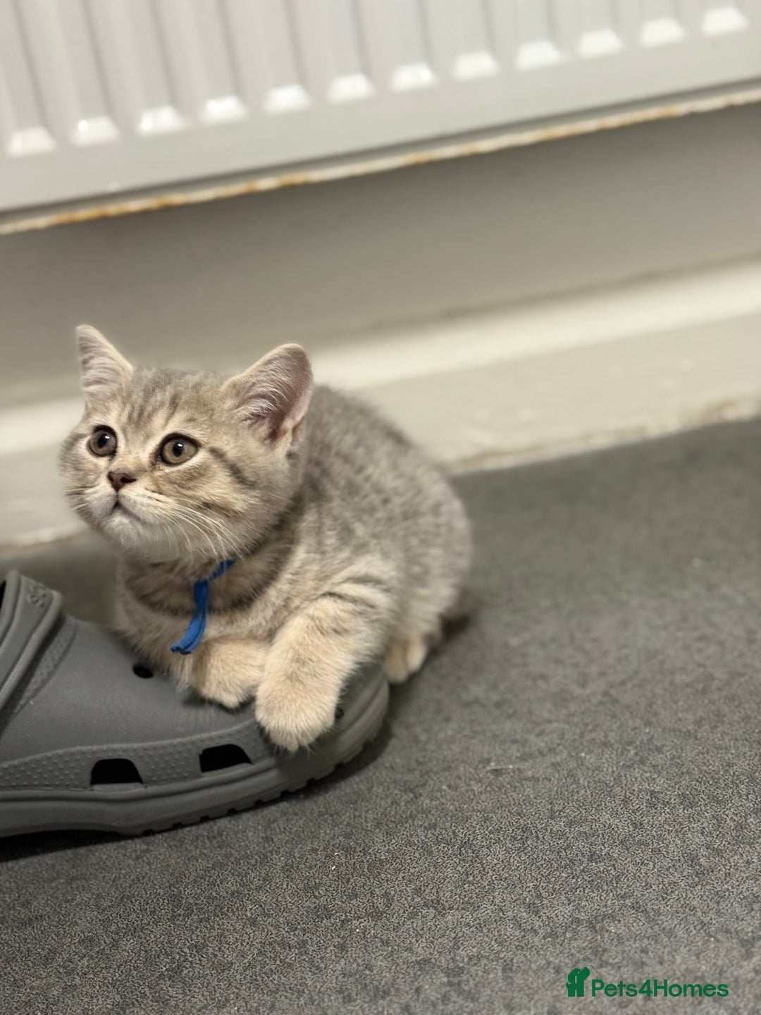 British Shorthair cats for sale: BSH Kitten Bean - Image 38