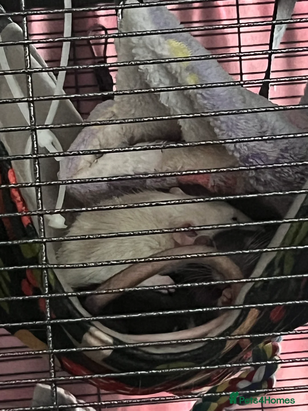 Rat rodents for sale: 4 male rats - Advert 1