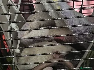 Rat rodents 4 male rats - Advert 1