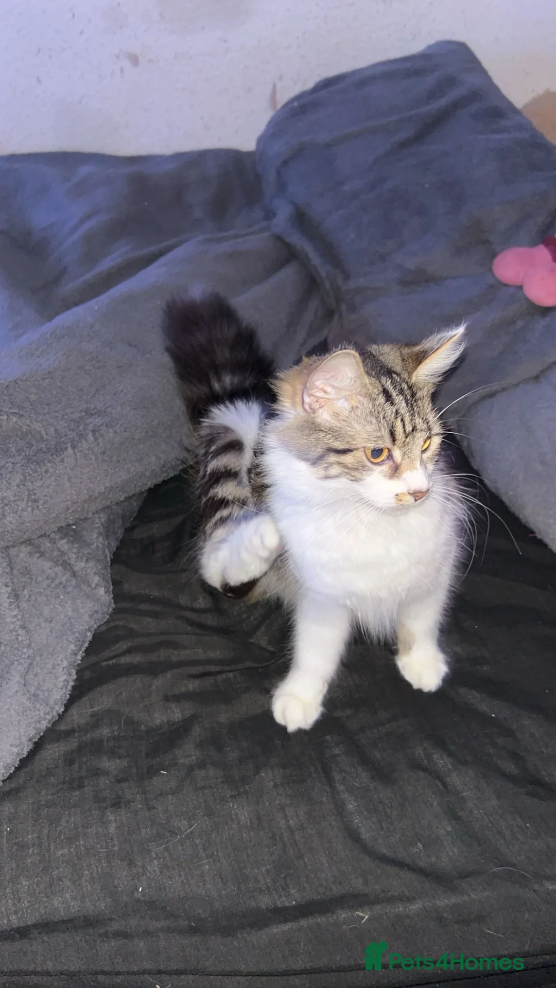 Mixed Breed cats for sale: Male kitten  - Advert 3