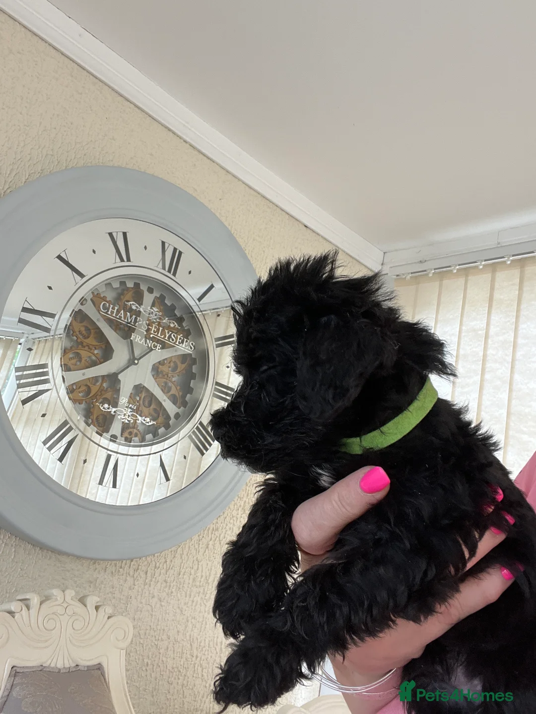 Mixed Breed dogs for sale: 🐾🐶Adorable Cavaschnauzer Pups 🐶🐾 - Advert 2