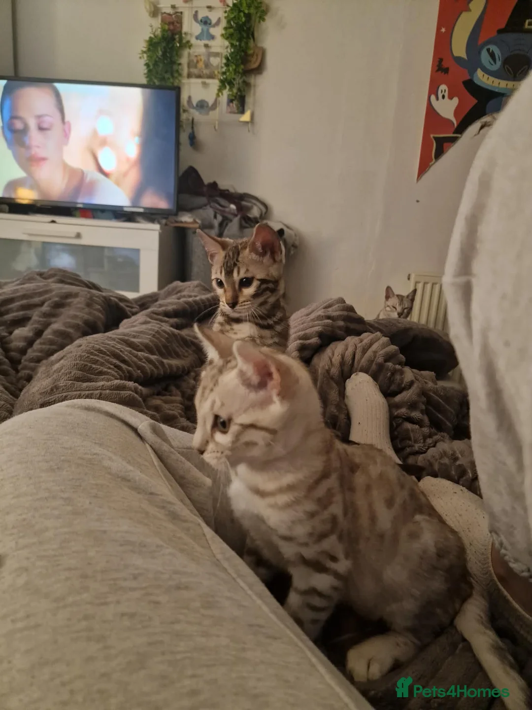 Bengal cats for sale: Ready Now Tica Champion Kittens  - Advert 10