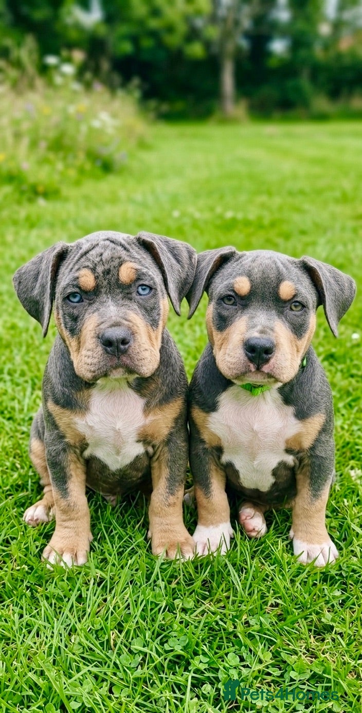 American Bully dogs Abkc pocket bullies GrCh. Gottylines Dax  - Advert 8
