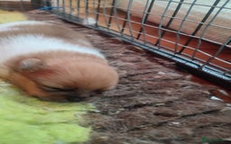 Pomeranian dogs for sale: Top Quality -KC registered  - Image 11