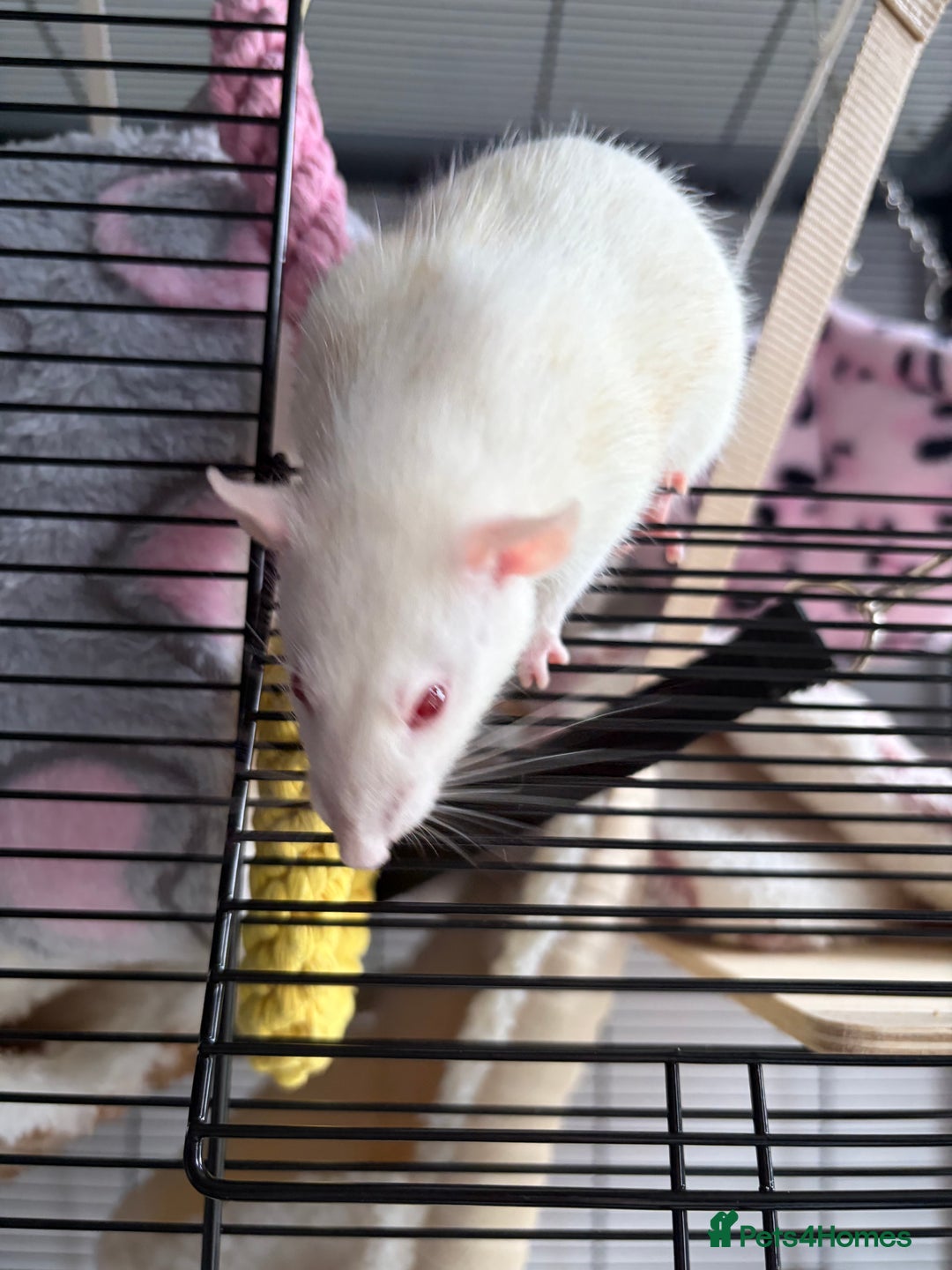 Rat rodents for sale: 4 female dumbo rats + entire setup - Advert 2