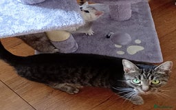 Persian cats for sale: Persian Cross - Ready 12th November  - Image 2