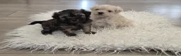 Maltipoo dogs for sale: Korean/Asian maltipoo puppies💗💙 - Advert 29