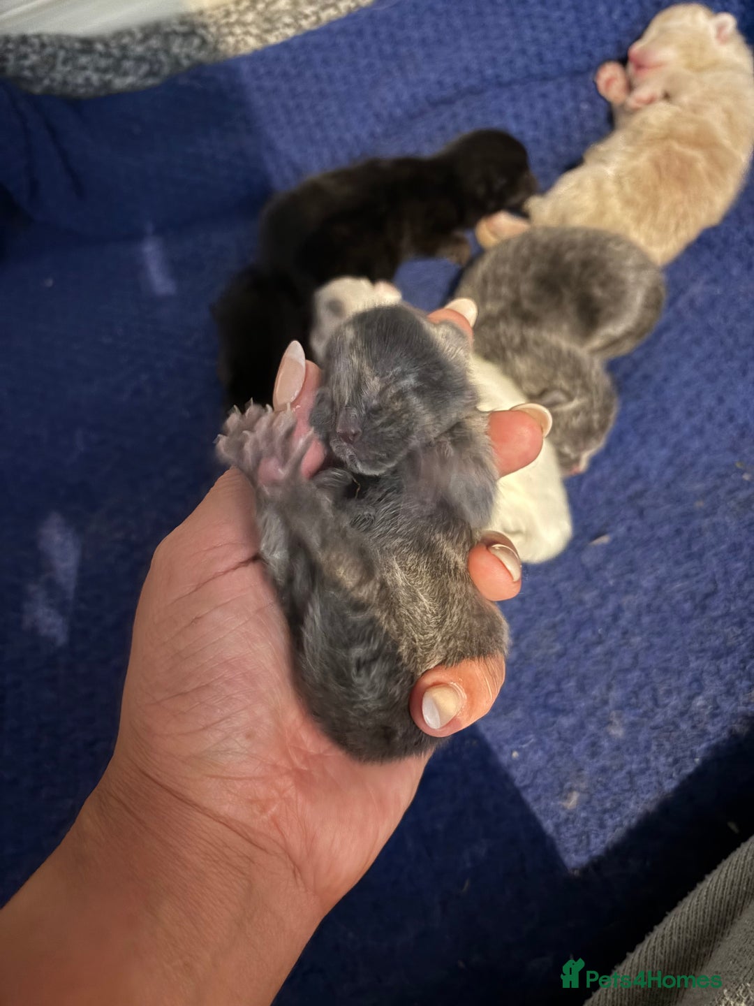 Mixed Breed cats for sale: Beautiful little of kittens  - Image 3