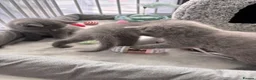 British Shorthair cats for sale: Gorgeous British Shorthair Kittens - Advert 3