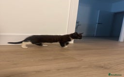British Shorthair cats for sale: 11 week old male kitten - Image 3