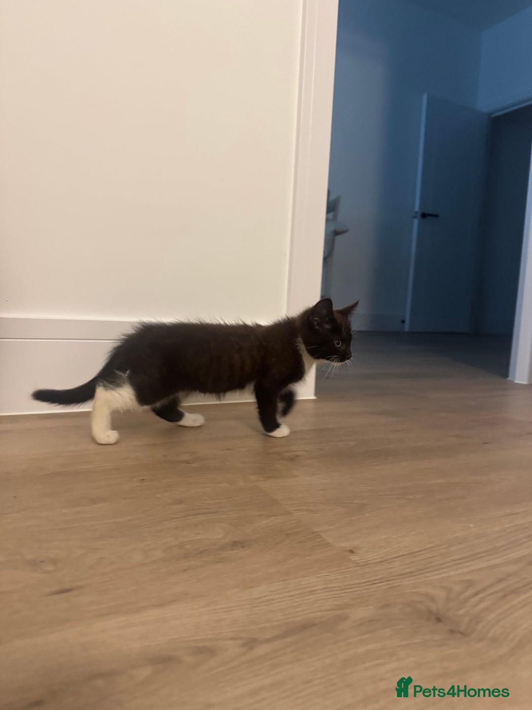 British Shorthair cats for sale: 11 week old male kitten - Image 3