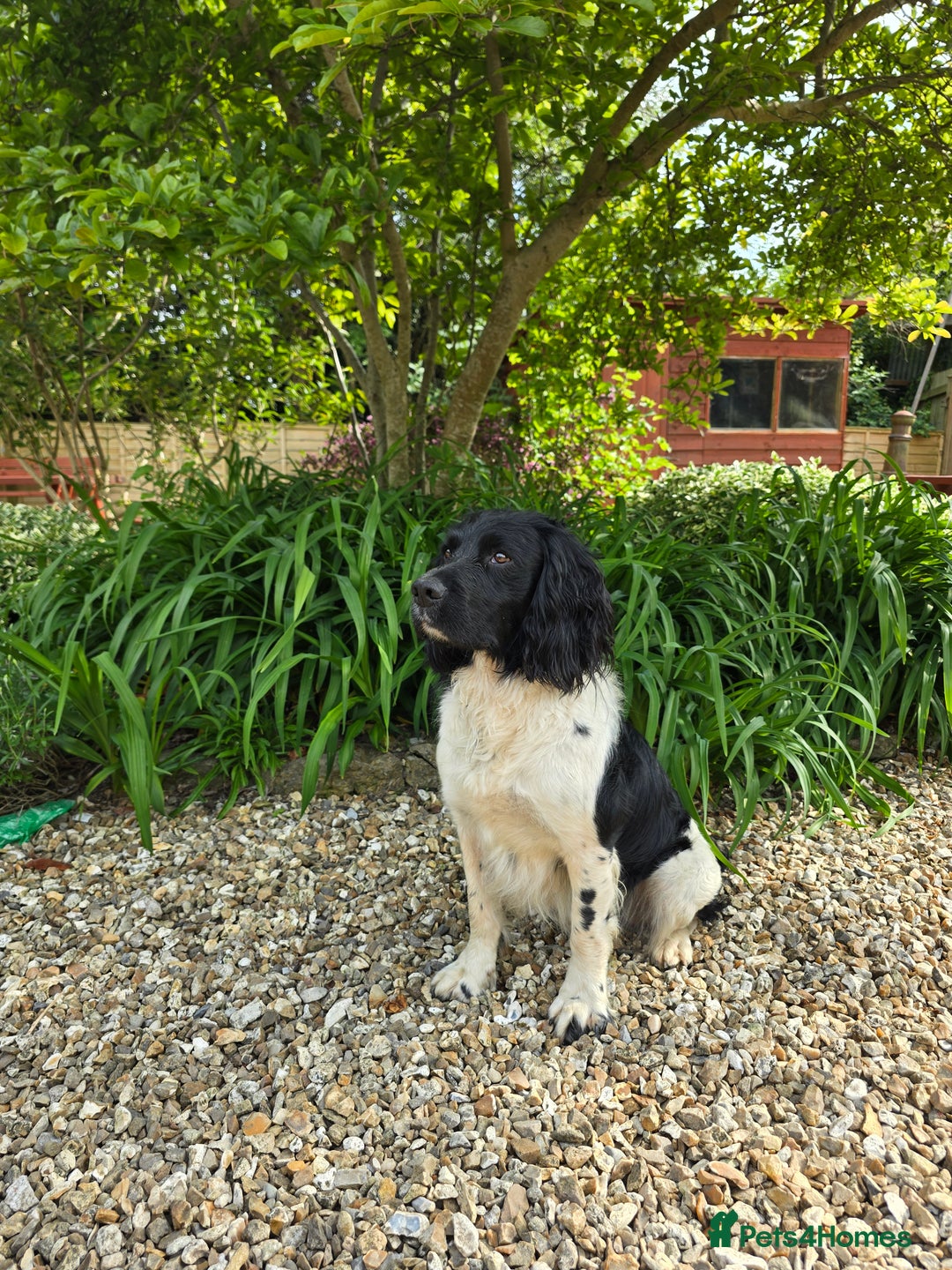 English Springer Spaniel dogs for stud: Lord Shiya at Stud - Advert 5