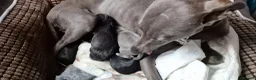 Whippet dogs for sale: Whippet puppies ready to reserve - Advert 12
