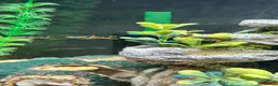 Live Bearers fish for sale: Black bar Endlers  - Advert 3