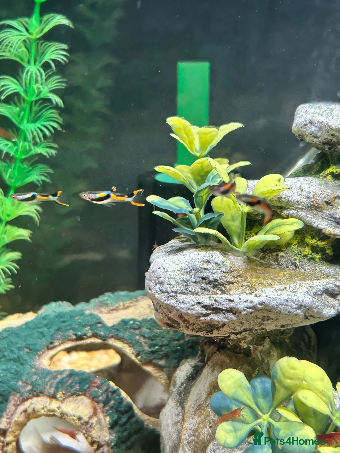 Live Bearers fish for sale: Black bar Endlers  - Advert 3