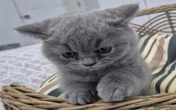British Longhair cats for sale: Stunning World Champ British shorthair kittens - Advert 3