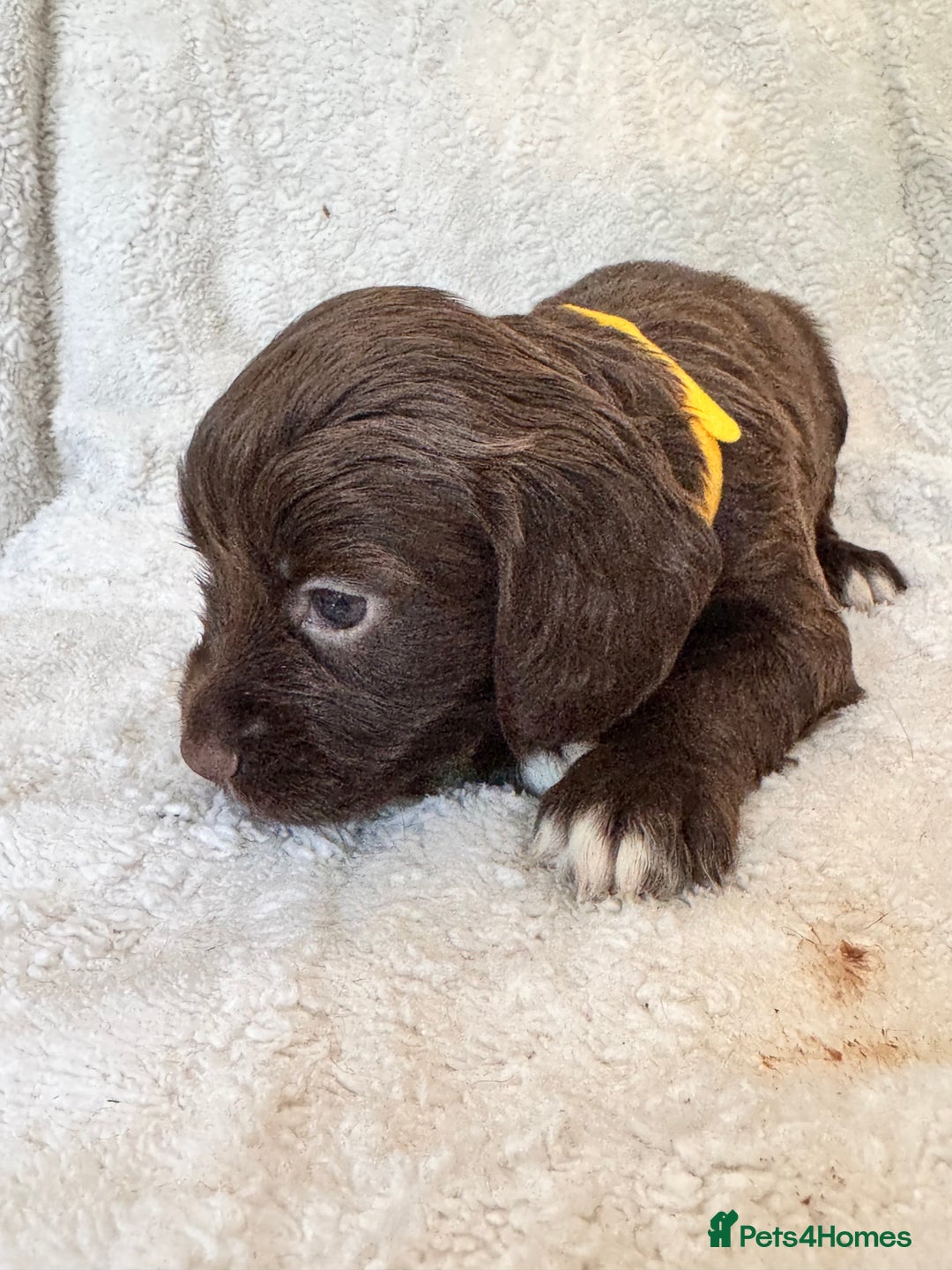Sprocker dogs for sale: Gorgeous Homebred Sprocker Puppies - Image 14