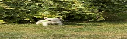 West Highland Terrier dogs for sale: Beautiful litter of Westie puppies  - Advert 2