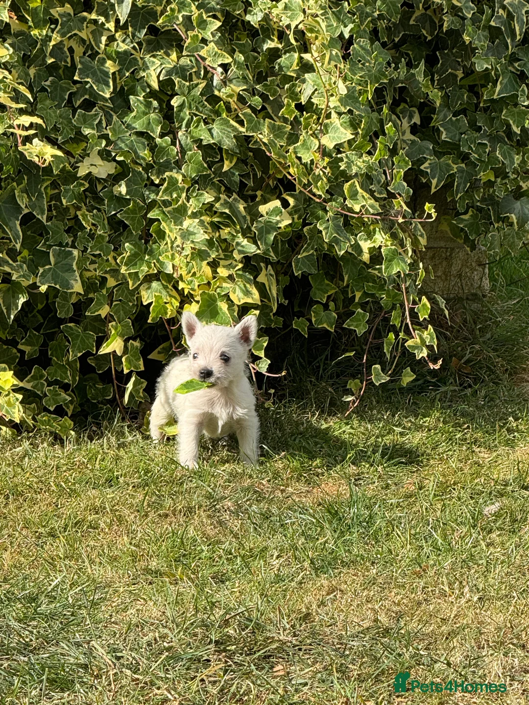 West Highland Terrier dogs for sale: Beautiful litter of Westie puppies  - Advert 2