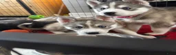 Siberian Husky dogs for sale: All Pups Now Reserved 🐾 - Advert 1
