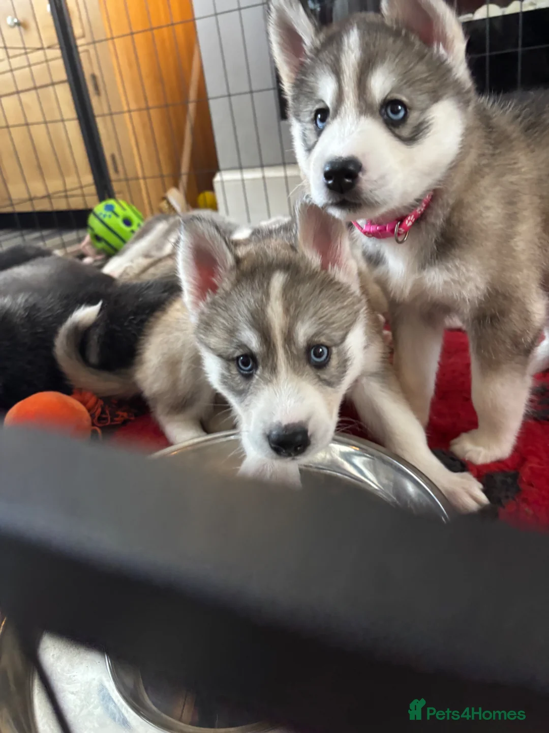 Siberian Husky dogs for sale: All Pups Now Reserved 🐾 - Advert 1
