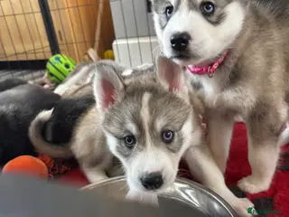 Siberian Husky dogs One Stunning Siberian Husky Left 🐾 - Advert 12