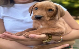 Labrador Retriever dogs for sale: Fox Red Labrador Puppies  - Image 6