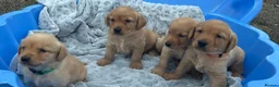 Goldador dogs for sale: Labrador retriever puppies  - Advert 6