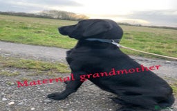 Labrador Retriever dogs for sale: Pure bred labrador puppies - Image 3