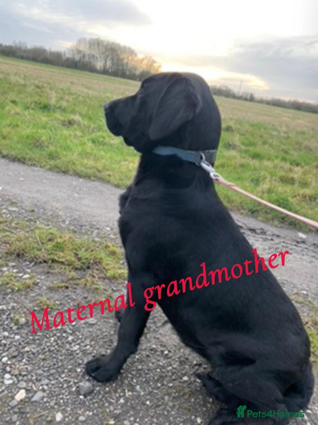 Labrador Retriever dogs for sale: Pure bred labrador puppies - Image 3