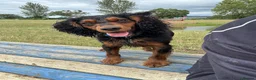 Cocker Spaniel dogs for sale: 🐶KC REGISTERED COCKER SPANIEL PUPPYS DUE SOON  - Advert 3